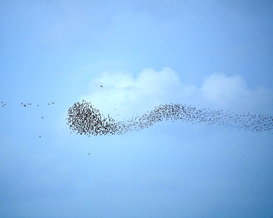 starling flocks
